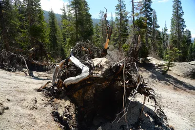 DSC_0209 (Large).JPG